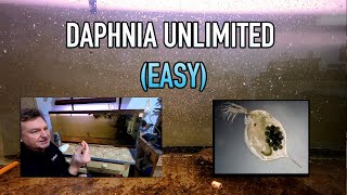 How I Raise Daphnia Water Fleas And You Can Too [upl. by Gaudette]