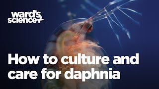 Caring and Culturing for Daphnia [upl. by Nahte392]