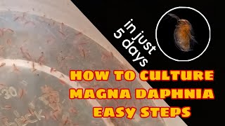 How to Culture Magna Daphnia Easily [upl. by Cort]