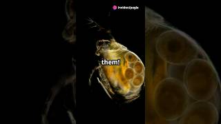 How to culture Daphnia for your Aquarium [upl. by Alboran193]