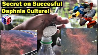 How to Culture Daphnia Successfully [upl. by Neelav790]