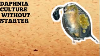 HOW TO CULTURE DAPHNIA NATURALLY WITHOUT A STARTER [upl. by Jobey291]