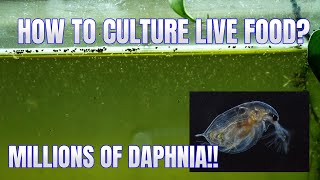 How to Culture Daphnia Secret Method to Breed MILLIONS  Simply Aquatic [upl. by Che]