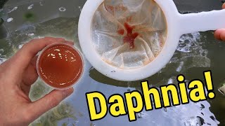 How I Culture Daphnia In Outdoor Tubs [upl. by Eillo]