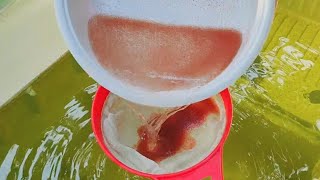 How to culture daphnia  Daphnia culture  How to grow daphnia outdoor [upl. by Inoj240]