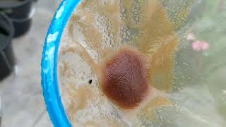 How to culture daphnia moina in a small container Part 1 English Subtitle [upl. by Sophy546]