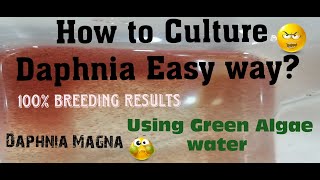 Daphnia MagnaHow to Culture Daphnia Easy wayCulturing Daphnia using Green water Daphnia [upl. by Down]