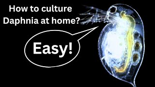 BEST Live Fish Food Beginner guide How to Culture Daphnia at home [upl. by Hairym]