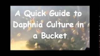 How to culture daphnia outside [upl. by Noit522]