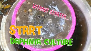 How to culture daphnia moina the easy way 1  Starting the Daphnia culture [upl. by Anselma634]