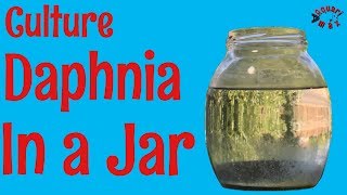 How to Culture Daphnia in a Jar [upl. by Ttenrag]