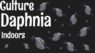 How to Culture Daphnia [upl. by Brigitte647]