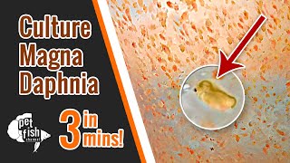 How to culture DAPHNIA MAGNA  The easy way [upl. by Enoitna]