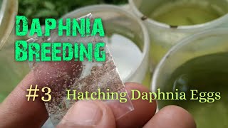 Daphnia Culture made simple and easy 3  Hatching Daphnia eggs [upl. by Niltyak]