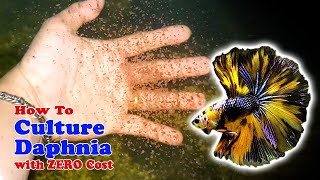 How to Culture Daphnia with ZERO Cost  Unlimited Live Food For Our Fish [upl. by Py]