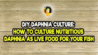 DIY Daphnia Culture How to Culture Nutritious Daphnia as Live Food for Your Fish [upl. by Modestia]