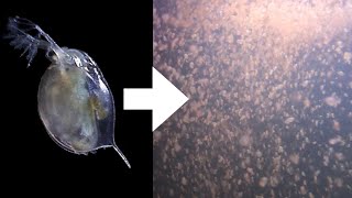 How I Culture Daphnia [upl. by Mw603]