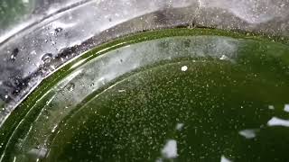 DAPHNIA MOINA CULTURE IN A SMALL BUCKET [upl. by Emearg]