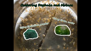 How To Culture Daphnia and Moinas using Green Water Spirulina powder [upl. by Germano]