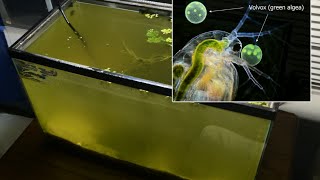 Raising Daphnia for the Freshwater Aquarium [upl. by Hummel]