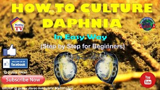 HOW TO CULTURE DAPHNIA In Easy Way [upl. by Noll]